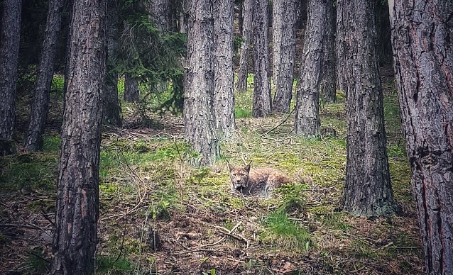 Bild: Der Luchs ist auch in Th&uuml;ringen wieder heimisch