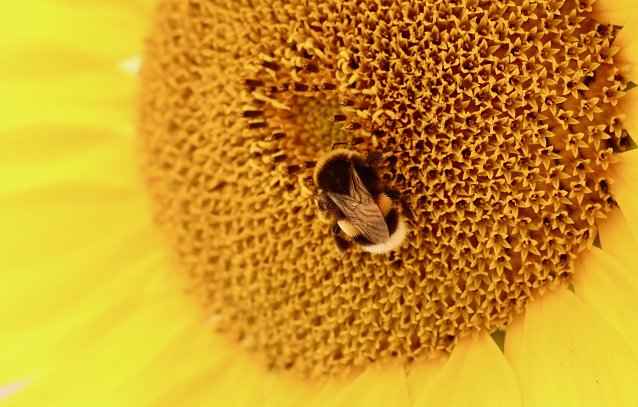 Bild: Tierische Tarnung
