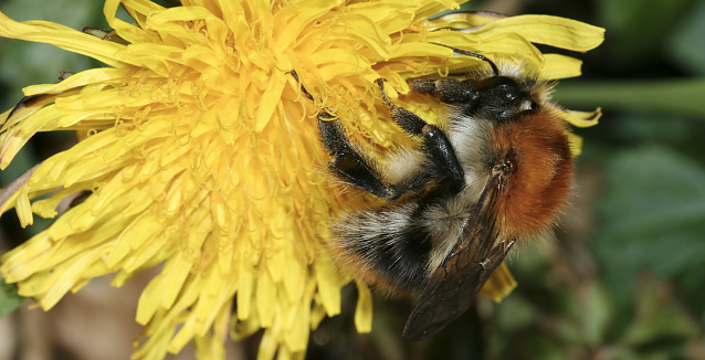 Bild: K&ouml;nigin des Sommers: die Ackerhummel