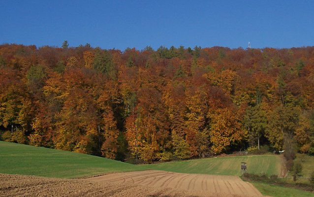 Bild: Herbstwald