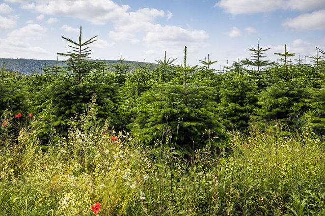Bild: Die Wetterbedingungen waren insbesondere im Fr&uuml;hling optimal f&uuml;r die angehenden Weihnachtsb&auml;ume