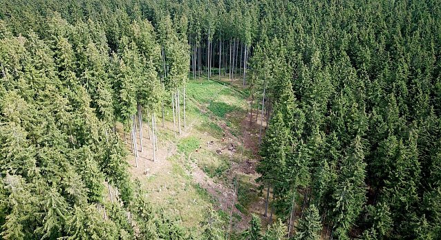 Bild: Die Fichte wird sich hier auf der Kahlfl&auml;che ohne Zutun des Waldbesitzenden &uuml;ber das umliegende Altholz naturverj&uuml;ngen. Laubholz muss hier aber erg&auml;nzend gepflanzt, unbedingt gesch&uuml;tzt und regelm&auml;&szlig;ig herausgepflegt werden, soll ein klimastabiler Mischwald entstehen