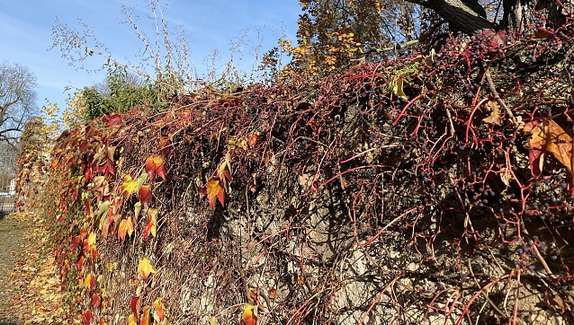 Bild: Herbstlaub