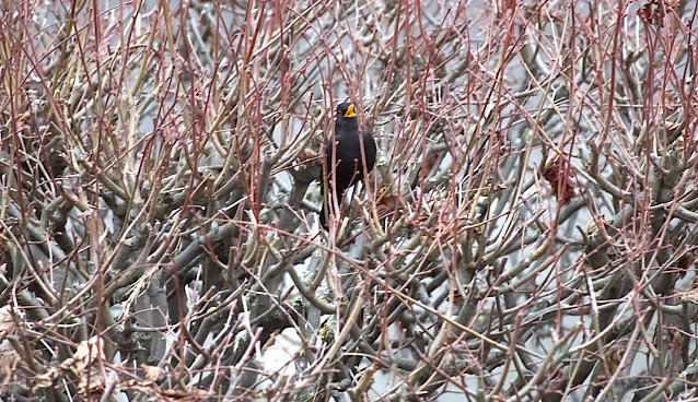 Singende Amsel im Februar Foto: Eva Maria Wiegand