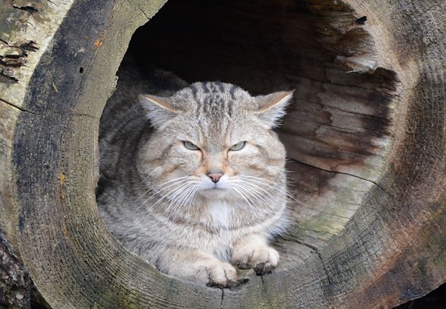 Wildkater Emil wartet auf G&auml;ste Foto: K. Vogel