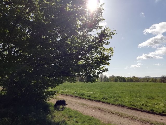 Bild: Heiter bis wolkig zeigte sich das Wetter heute morgen auch in Sophienhof