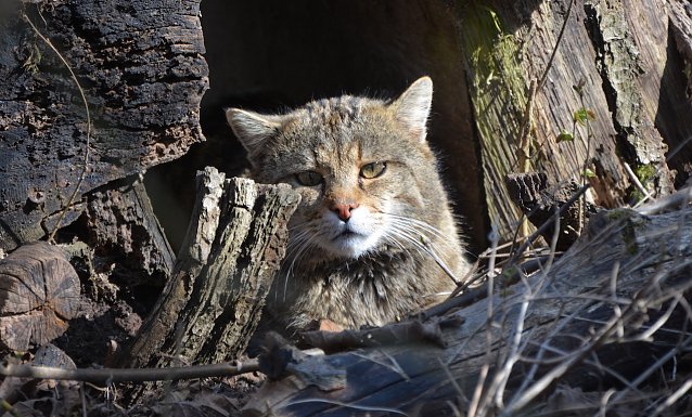 Bild: Auch Wildkater Carlo freut sich auf die Geburtstagsg&auml;ste