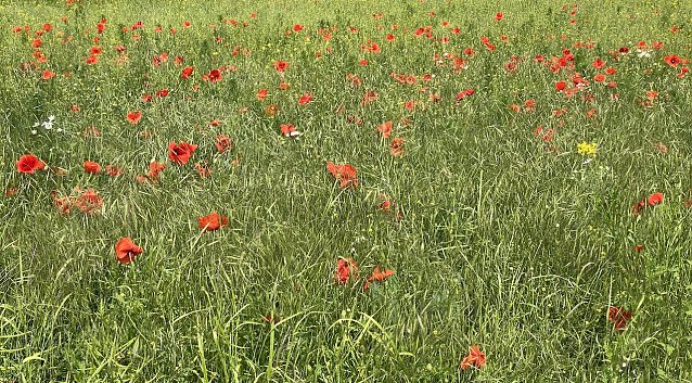 Bild: Klatschmohnwise bei Bad Langensalza
