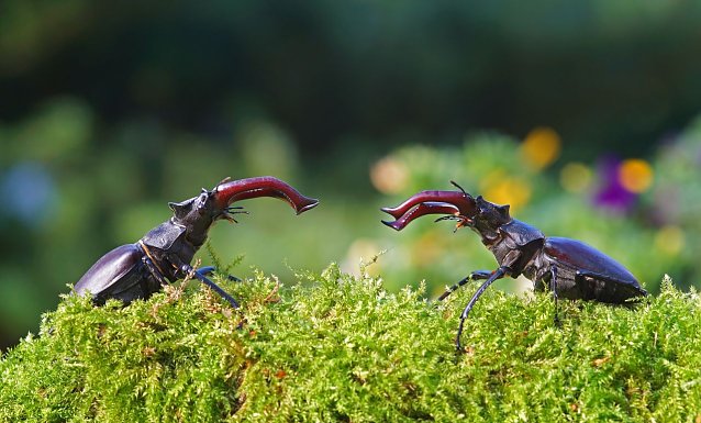 Bild: Solche Duelle zwischen Hirschk&auml;ferm&auml;nnchen sind in Th&uuml;ringen selten geworden