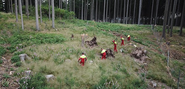 Bild: Junge Forstwirte bei der Anlage einer neuen Forstkultur. Die vitalen und wurzelstarken Laubb&auml;umchen kommen aus der betriebseigenen Forstbaumschule und m&uuml;ssen sich jetzt im Waldboden bew&auml;hren � auch bei Trockenheit  