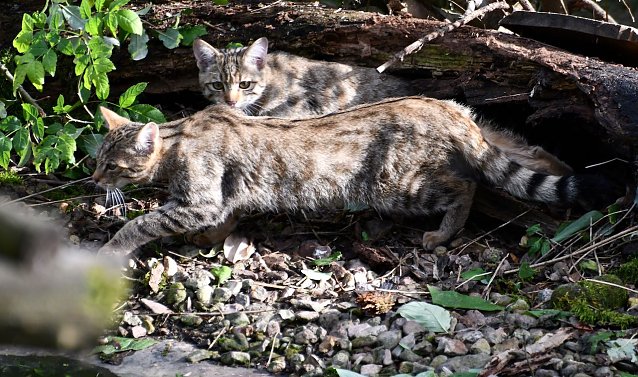 Bild: Junge Wildkatzen