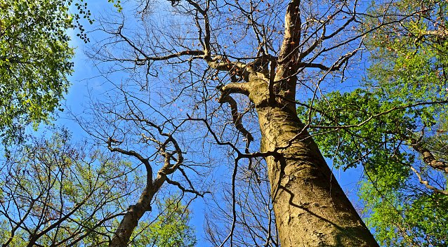 Bild: Ausgetrocknete B&auml;ume im Nationalpark