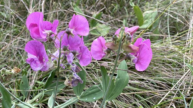 Bild: Es bleibt vorerst beim Schmudelwetter