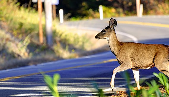 Bild: Im Herbst besteht erh&ouml;hte Wildwechselgefahr