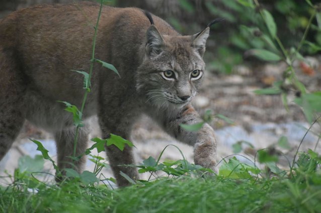 Bild: Der Luchs geh&ouml;rt zu den Neuzug&auml;ngen im Park