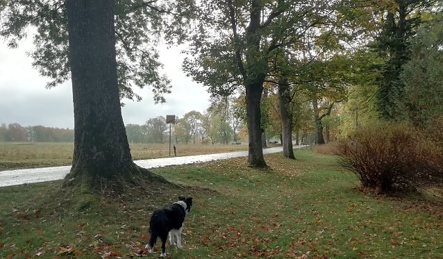 Bild: I Sophienhof im Harz lagen die Temoperaturen heute Morgen bei 10 Grad Celsius, die Sonne k&auml;mpfte sich m&uuml;hsam durch die Wolken