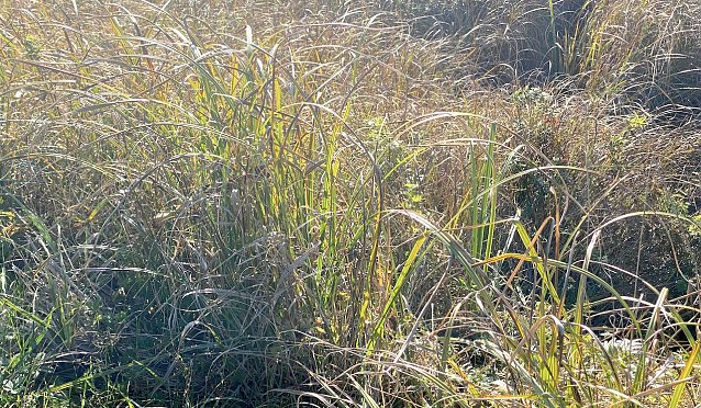 Bild: Wechselhaftes Herbstwetter h&auml;lt an