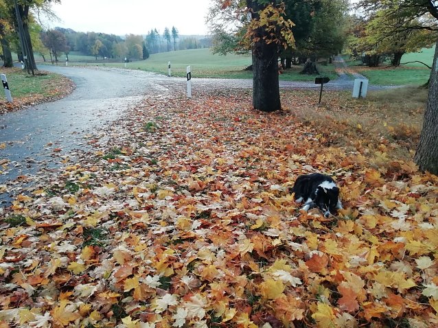 Bild: Herbstimpressionen aus Sophienhof