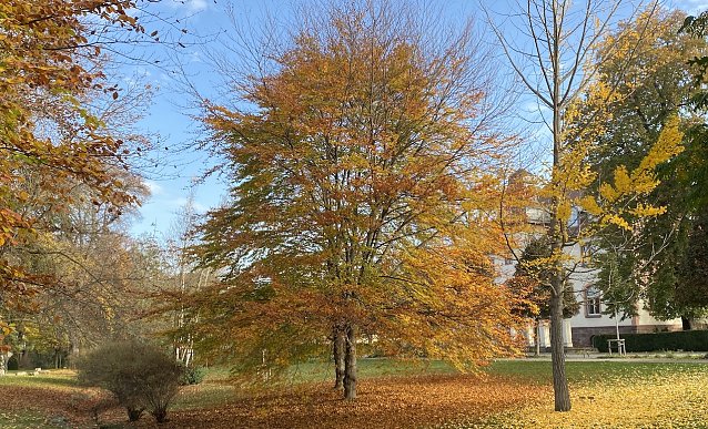 Bild: Im Kurpark Bad Langensalzas