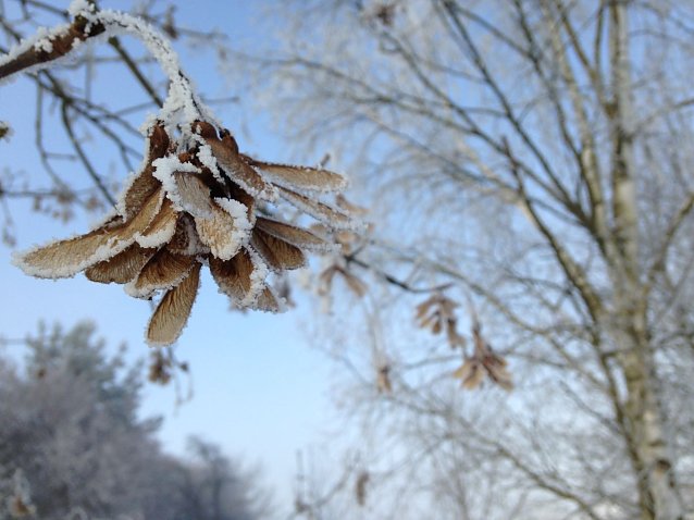 Bild: F&uuml;r den kommenden Winter rechnen Meteorologen mit milden Temperaturen