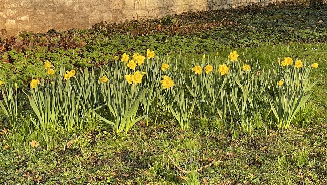 Bild: Der Fr&uuml;hling bricht sich &uuml;berall Bahn: Hier im Kurpark Bad Langensalza