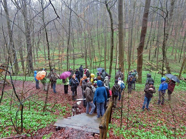 Bild: Abgerundet wurde die Tagung am Sonntagvormittag mit einer Exkursion in die alten Buchenw&auml;lder des Nationalparks. 