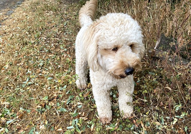 Bild: Labradoodle-Welpe