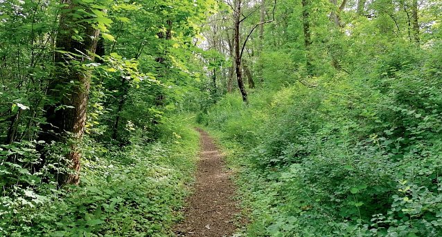 Bild: Am Rieseninger Berg 