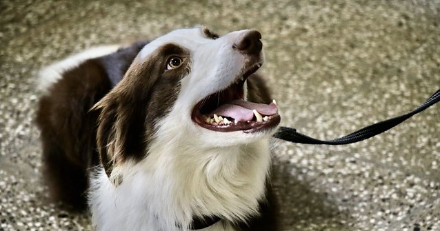 Bild: Polizeihund Kevin hat noch ein paar Dienstjahre vor sich, aber wenn die einmal vorbei sind, wird es f&uuml;r den verdienten Polizisten auf vier Pfoten nun auch eine kleine Rente geben