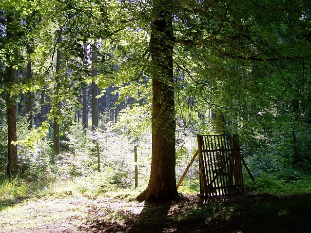Bild: Auf dem Weg zum Naturwald: Wei&szlig;-Tannen-Verj&uuml;ngung neben Altbuchen und Altfichten