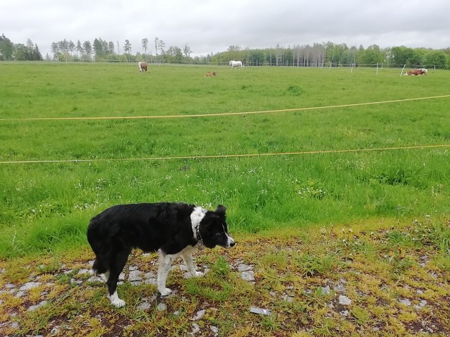 Bild: F&uuml;r unsere Wetterh&uuml;ndin Cira war der Spaziergang in Sophienhof heute nicht so angenehm wie zuletzt: 13 Grad bei leichtem Wind und sich anbahnendem Regen 