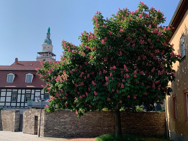 Bild: Kastanie im Schlosshof mit Blick auf die Marktkirche