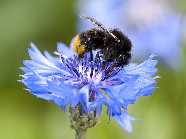 Bild: Auch die Steinhummel kann mitgez&auml;hlt werden