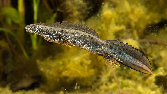 Bild: Amphibien auf der Spur - auch der Kammmolch kann entdeckt werden