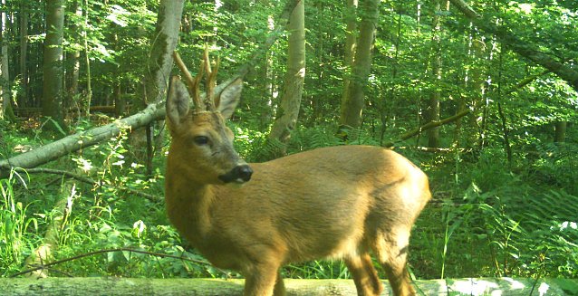 Bild: Ein Rehbock an einem Fotofallen-Standort im Nationalpark Hainich