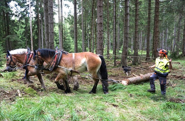 Bild: St&auml;rkere Holzst&auml;mme zieht der erfahrene Pferder&uuml;cker Jens Nattermann mit einem Gespann an die R&uuml;ckegasse � aus Gr&uuml;nden des Tierwohls