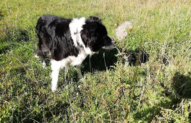 Bild: Jetzt hat er den Sommer wiedergefunden: nnz-Wetterhund aus Sophienhof