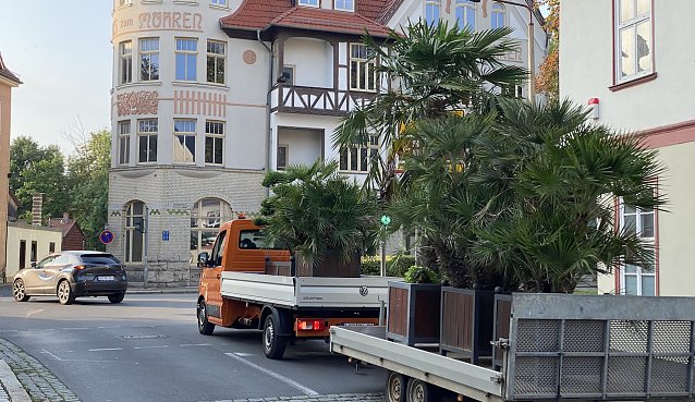 Bild: Exotische Pflanzen verlassen die Bad Langensalzaer Altstadt vor&uuml;bergehend.