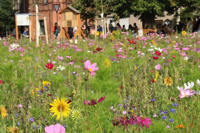 Bild: Sommerbl&uuml;te in Hesserode