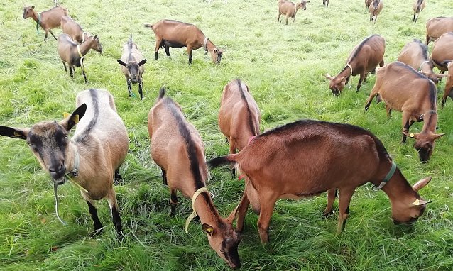 Bild: Sophienhof meldet heute 19 Grad, leichten Wind und zeitweise Sonne. Die Ziegen auf der Alm  lassen es sich schmecken 