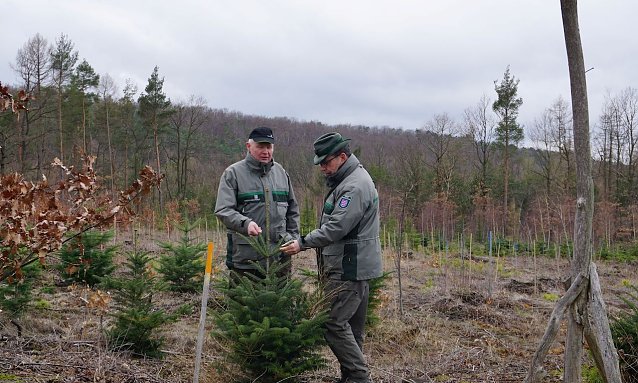 Bild: Forstamtsleiter Ulli Kl&uuml;&szlig;endorf und Dr. Horst Spro&szlig;mann &uuml;berpr&uuml;fen auf einer Versuchsfl&auml;che im Forstamt Sondershausen exotische Baumarten auf m&ouml;gliche Frostsch&auml;den