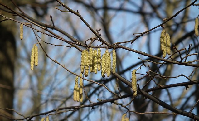 Bild: Haselpollen macht oft den Anfang, dann folgen Birken- und Eschenpollen. Im Mai steht das komplette Pollenangebot der Waldb&auml;ume � sehr zum Leidwesen der Allergiker