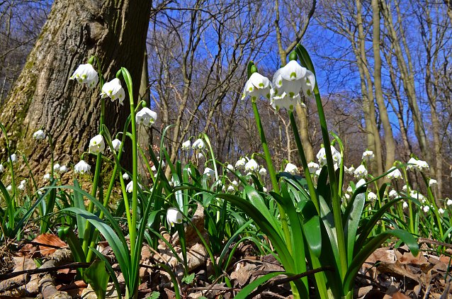 Die M&auml;rzenbecher stehen im Nationalpark Hainich in voller Bl&uuml;te. Dar&uuml;ber und &uuml;ber alle anderen Fr&uuml;hbl&uuml;her informiert der neue Bl&uuml;hkompass auf der Website des Nationalparks. Foto: R&uuml;diger Biehl
