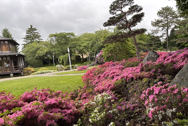 Bild: Bl&uuml;tenmeer im Japanischen Garten Bad Langensalza 