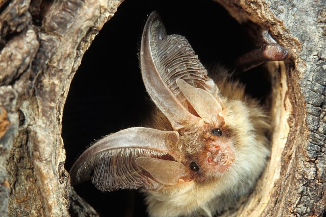 Bild: Fledermaus