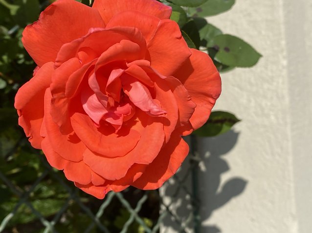 Bild: eine rote Blumenbl&uuml;te