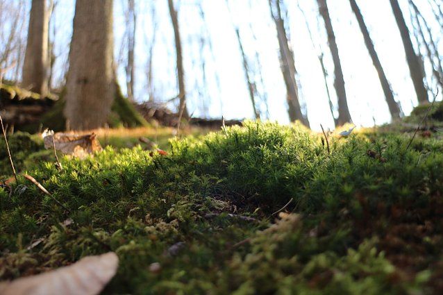 Bild: 