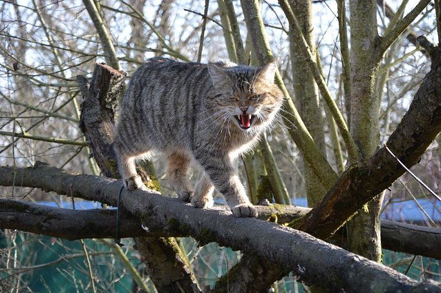 Bild: Ein Wildkater