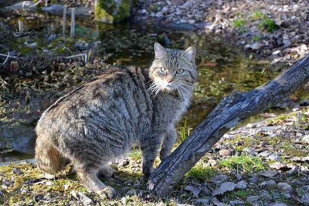 Bild: Wildkater grau-wei&szlig;