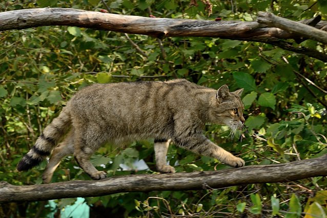 Bild: Wildkatze 